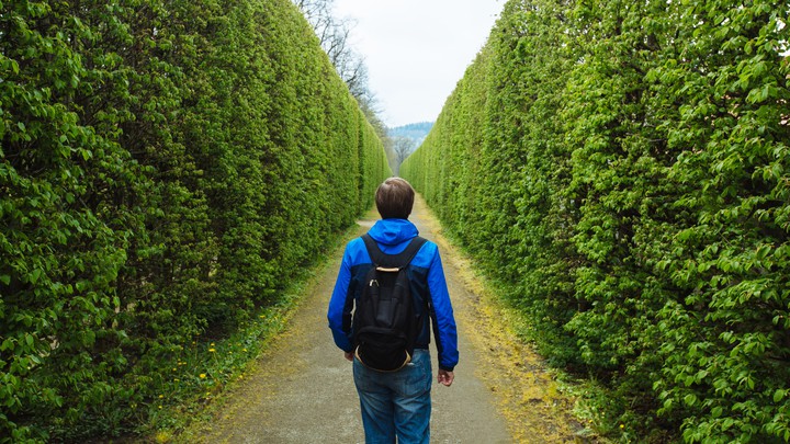 a person between two rows of plants. Laburinth concept