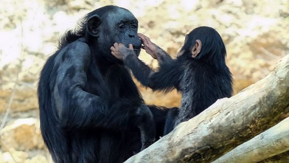 A young chimpanzee gently touching the face of an adult one, seemingly one of its parents