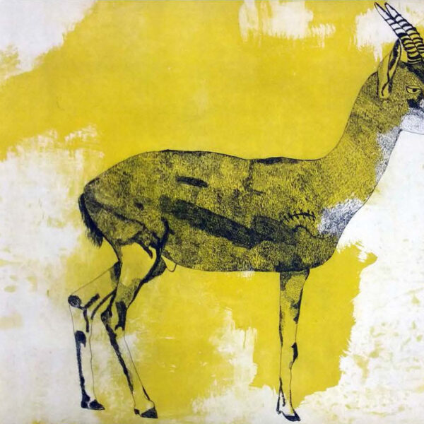 Palestinian Gazelle etching 2016
